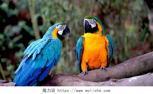 鹦鹉鸟类飞行动物可爱颜色鲜艳野外